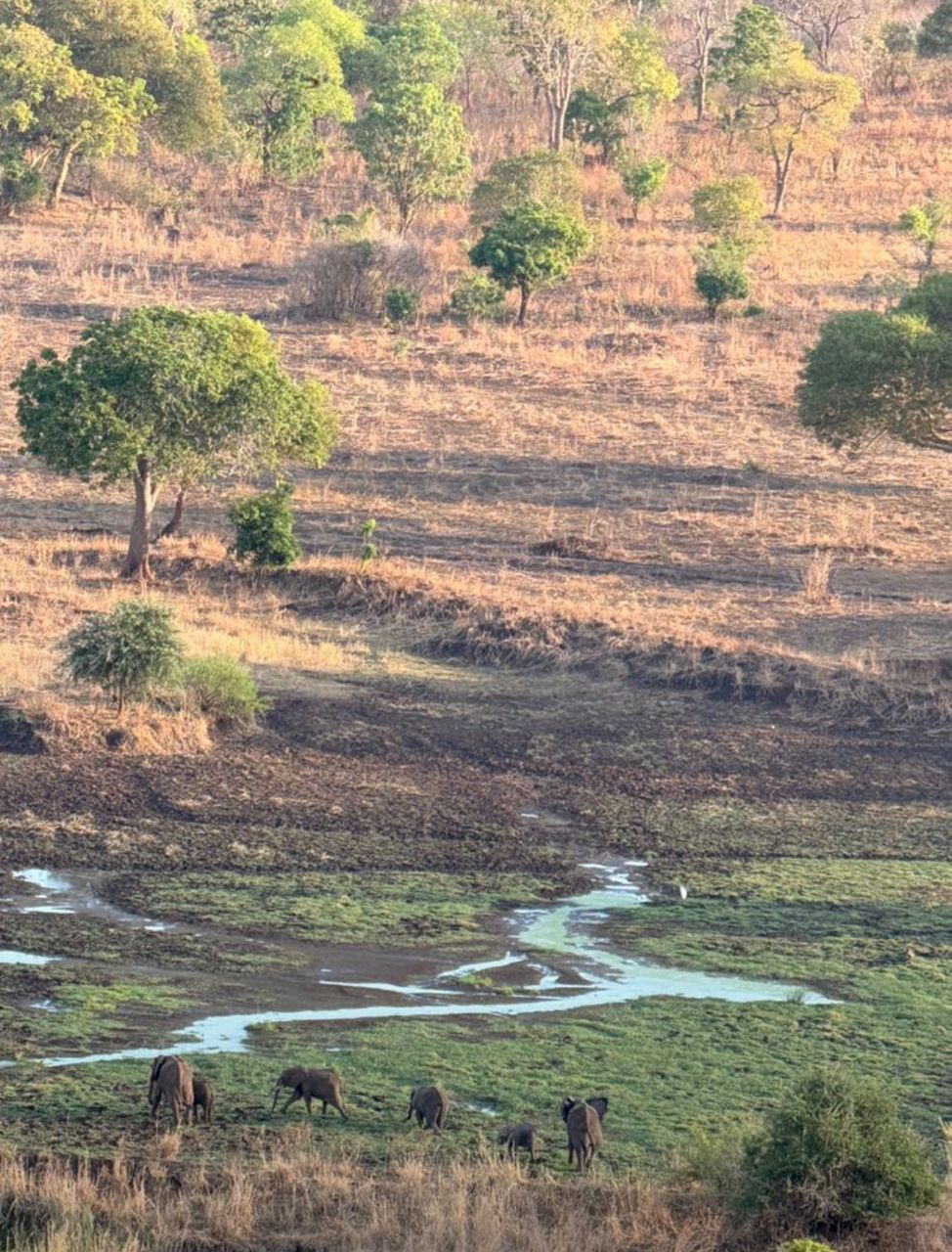 Wildlife at watering hole in Mikumi