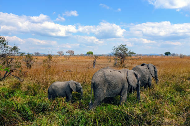 Ruaha & Zanzibar Combo